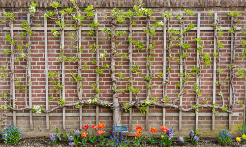 A pear tree espaliered into a cordon