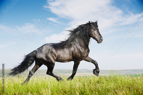 Canvas Print Beautiful black horse running trot