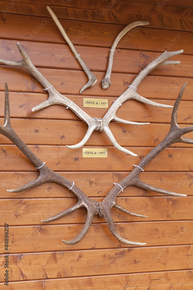 Deer antlers Deer antlers