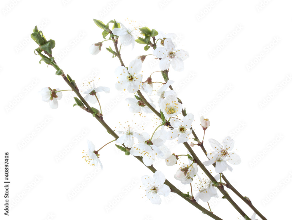 beautiful cherry blossom isolated on white beautiful cherry blossom isolated on white