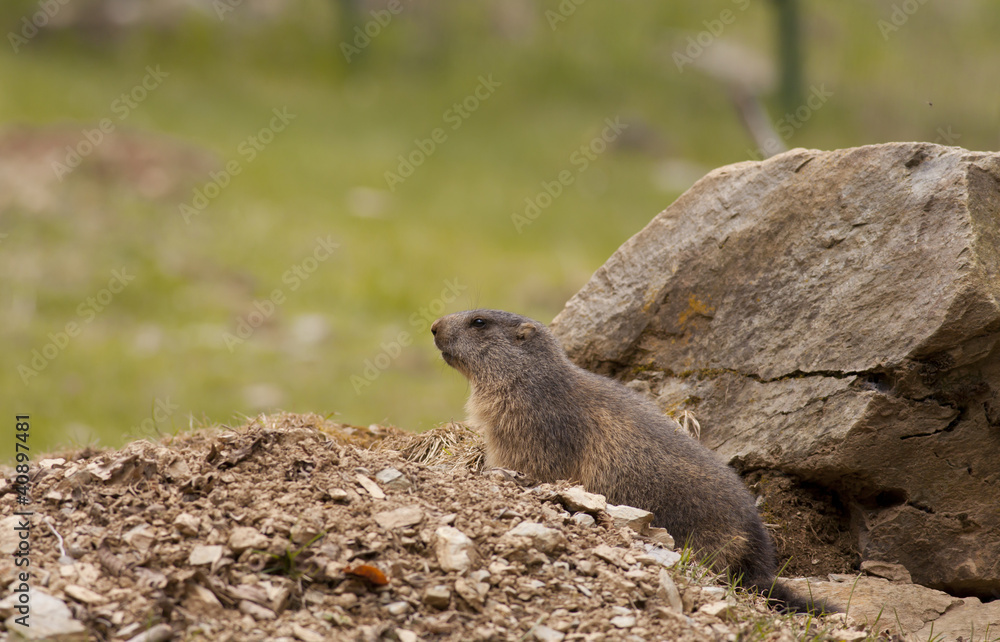 Fototapeta premium Marmot