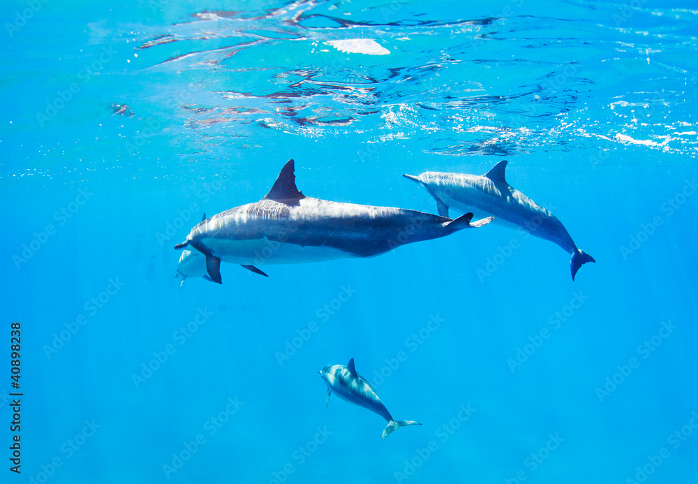 Fototapeta premium dolphins swimming underwater