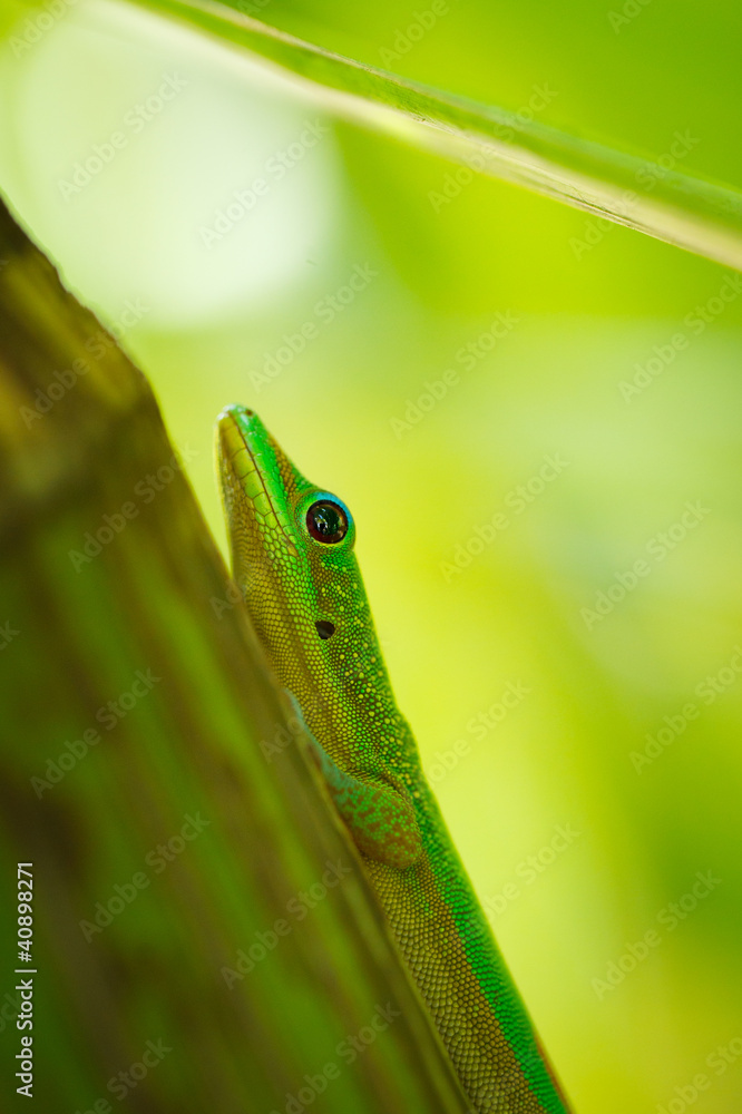 Green Lizard Green Lizard