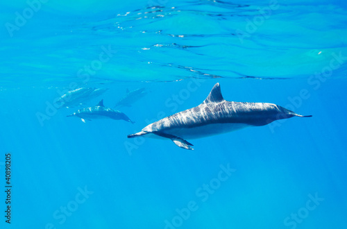 dolphins swimming underwater © EpicStockMedia