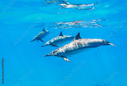 dolphins swimming underwater