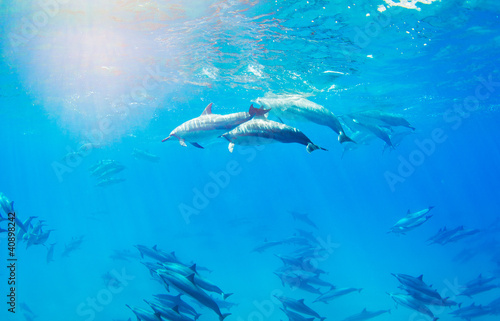 Fototapeta Naklejka Na Ścianę i Meble -  Dolphins Swimming Underwater