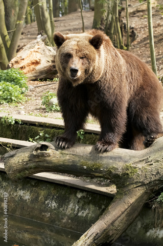 Braun Bär photo