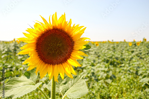 Sunflower photo