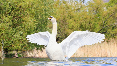 Schwan-8368b1