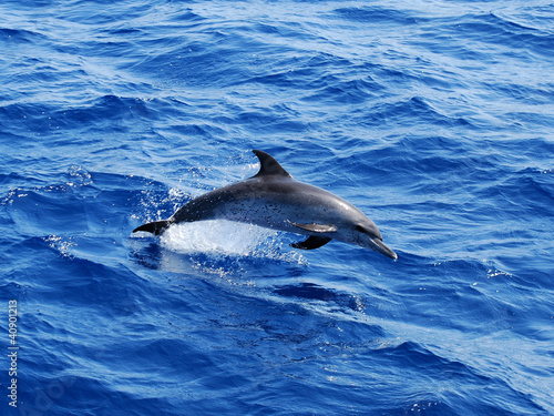 Atlantic Spotted Dolphin © jg1153