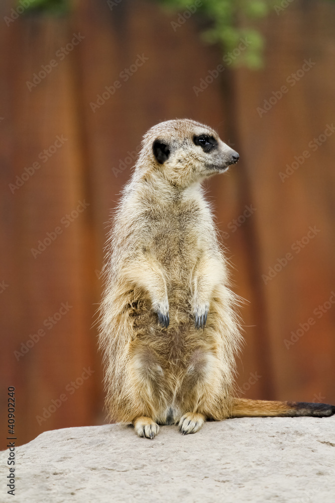 Fototapeta premium Erdmännchen