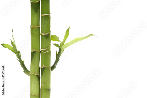 Lucky bamboo shoots stems