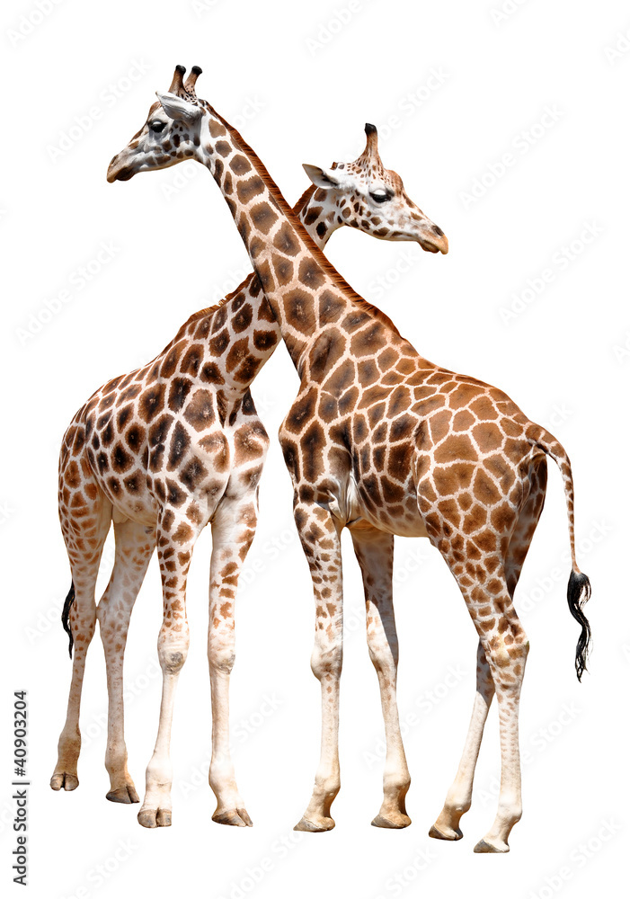 Naklejka premium giraffes isolated