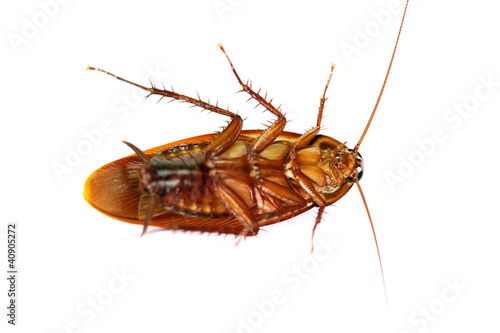 Cockroach on white background © xiaoliangge