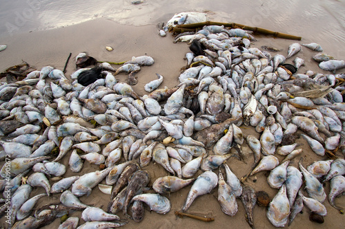 A lot of dead fish on the beach