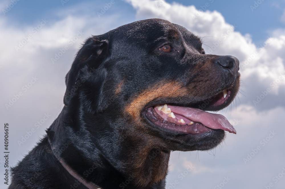 Portrait of a Rottweiler dog with open mouth Portrait of a Rottweiler dog with open mouth