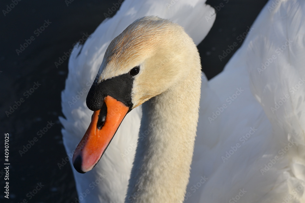 Obraz premium Schwanen-Portrait