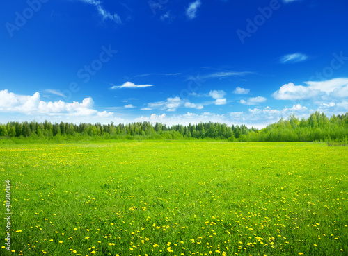 field of spring flowers and perfect sky