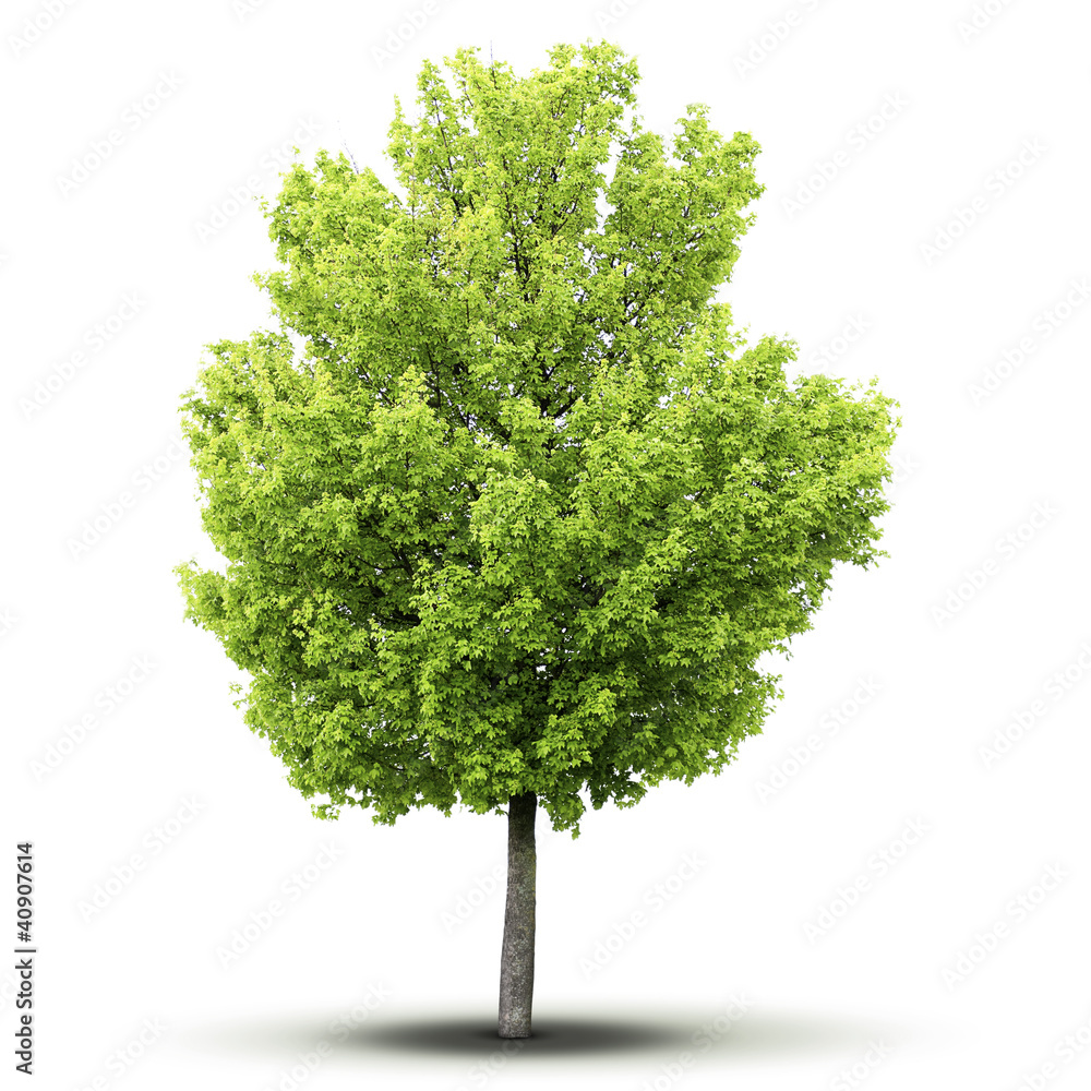 Fototapeta premium un arbre sur fond blanc avec ombre