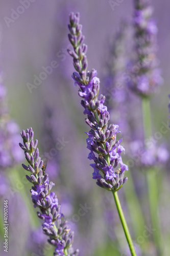 beautiful lavender