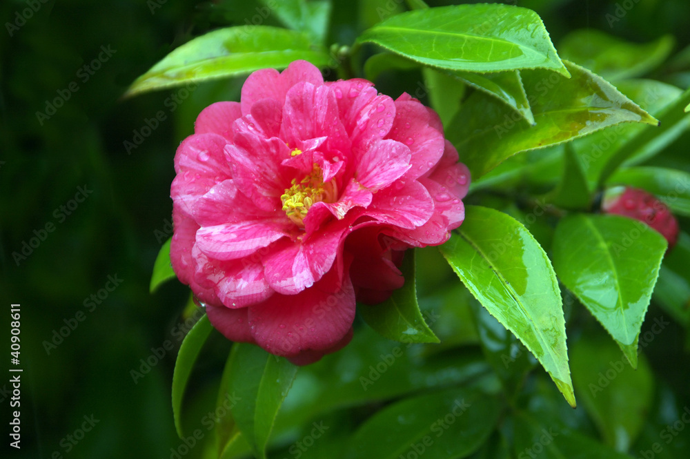 Obraz premium 雨の日の椿