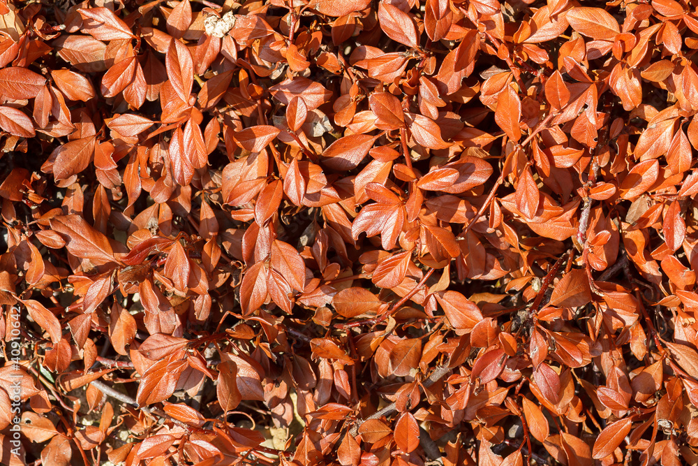brown leaves texture  for background use
