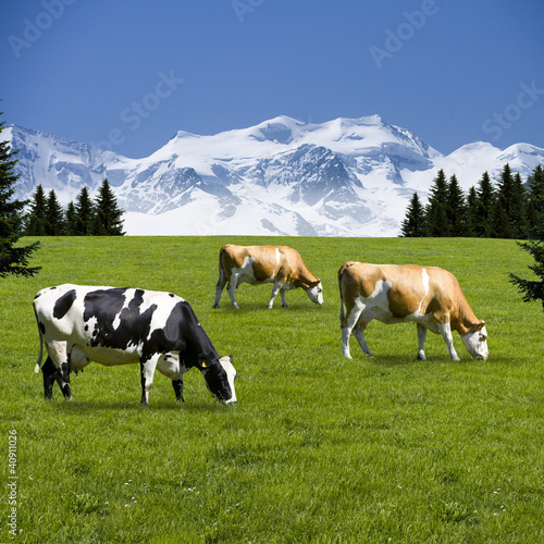 Kühe auf der Alm