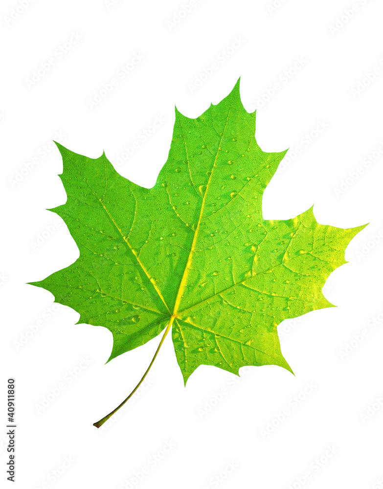Green maple Green maple