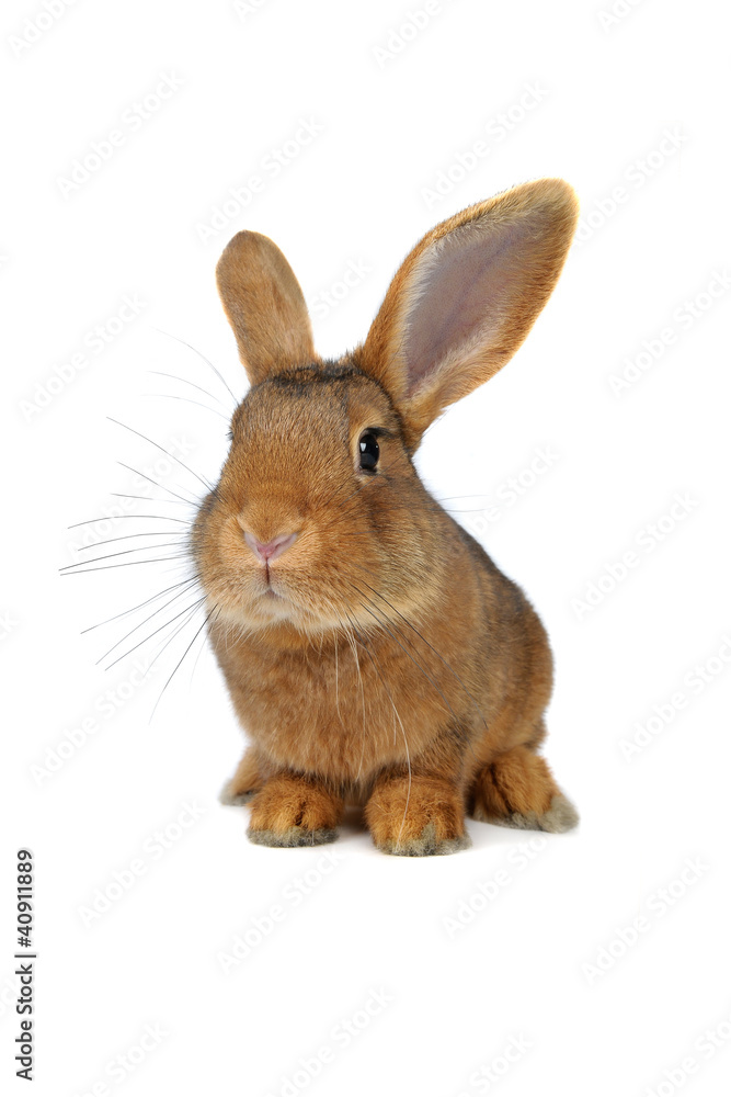 Brown Rabbit Brown Rabbit