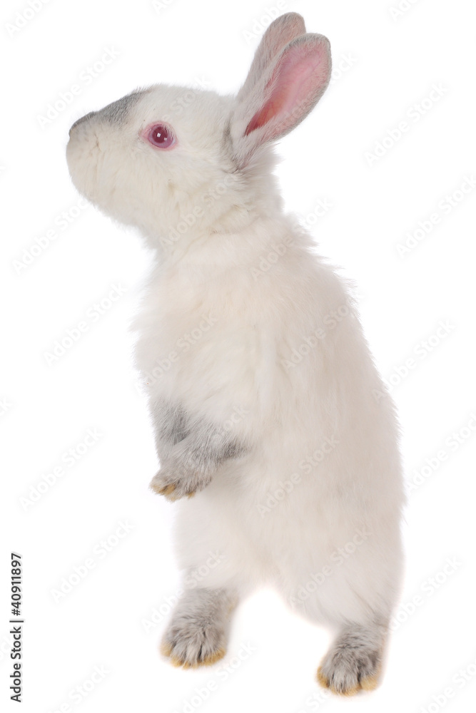 Obraz premium Gray rabbit