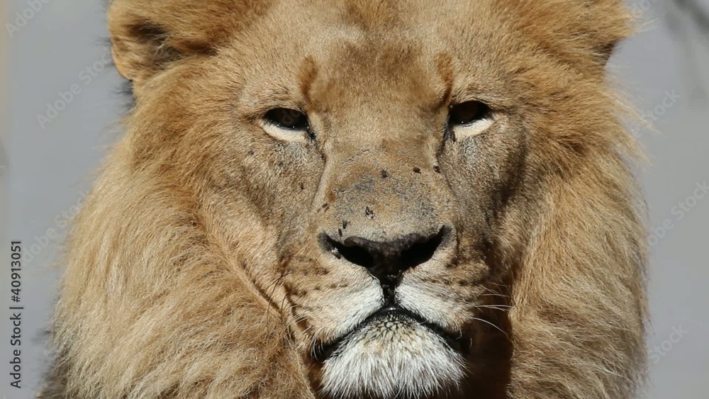 Male lion irritated by flies, South Africa Male lion irritated by flies, South Africa