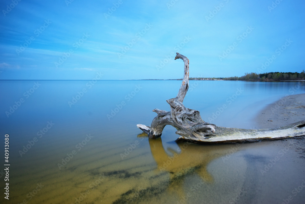 Fototapeta premium Snag in water