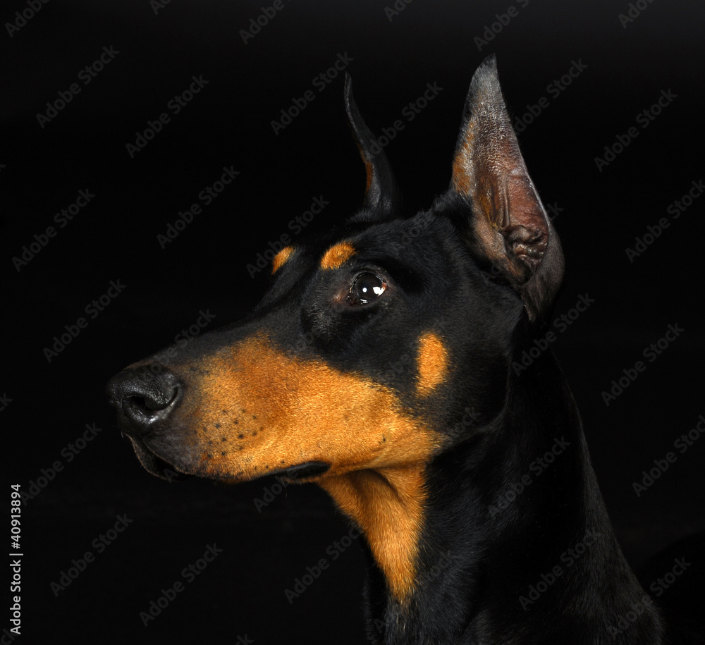 doberman pinscher