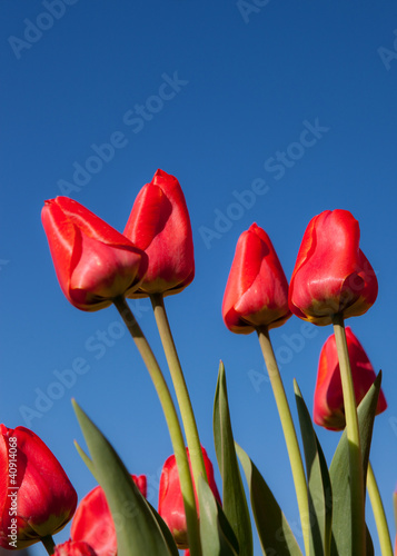 Red Tulips