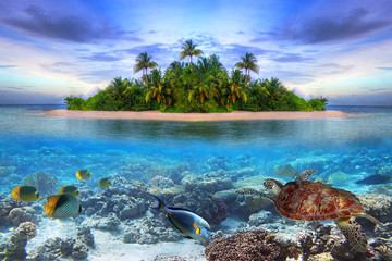 Papier peint photo Île Vie marine tropicale aux Maldives  © Patryk Kosmider