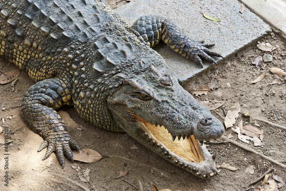 Obraz premium crocodile