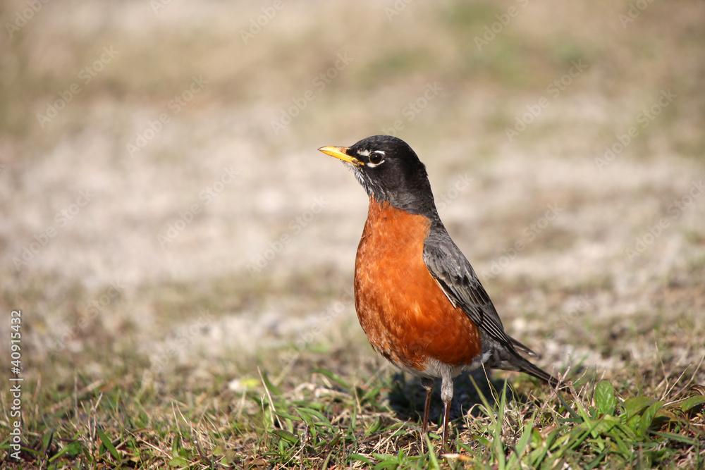 small Robin bird on the ground small Robin bird on the ground