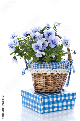 Fototapeta Naklejka Na Ścianę i Meble -  Pansy flowers with gift box
