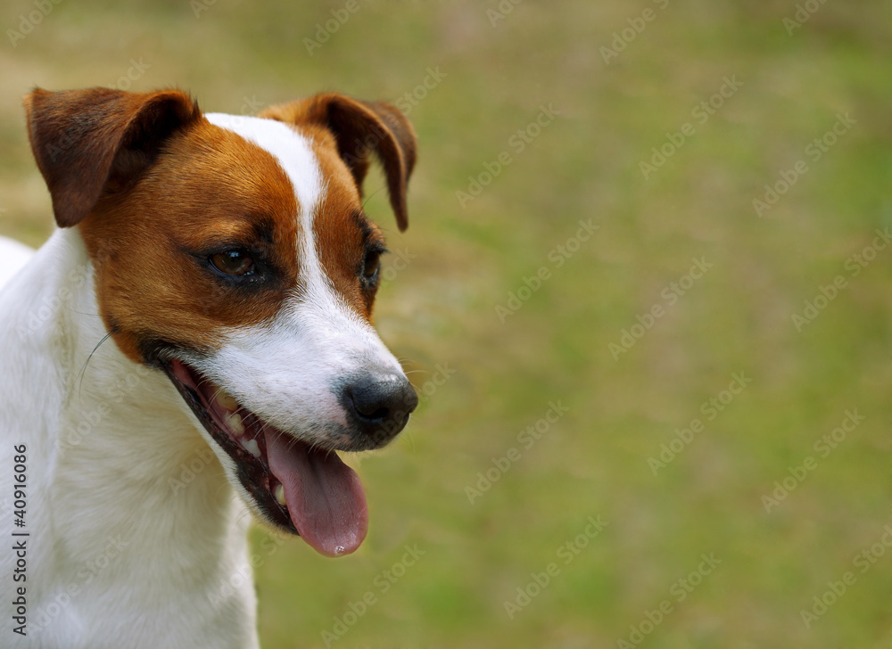 Portrait Jack Russel Terrier