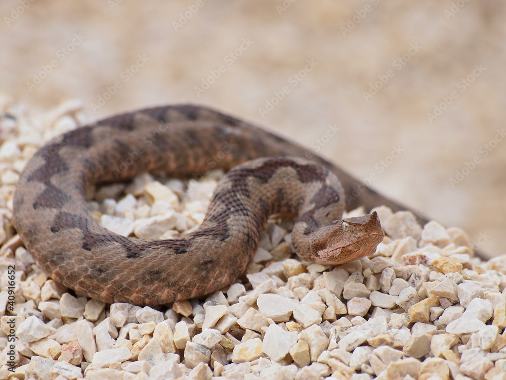 Fototapeta premium horned viper, vipera ammodytes