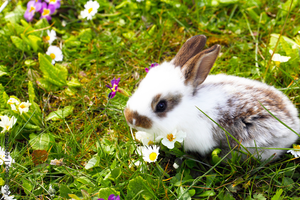 Häschen auf Blumenwiese Häschen auf Blumenwiese