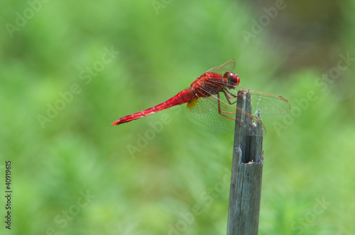 dragonfly on green