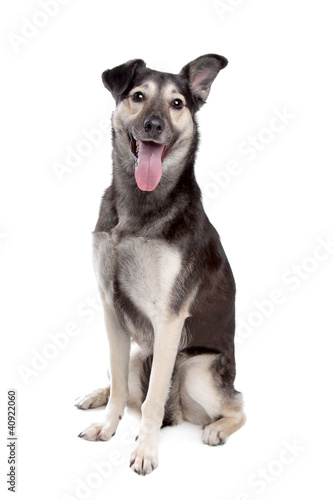 Fototapeta mixed breed dog