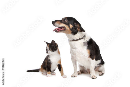 Kitten and Jack Russel Terrier