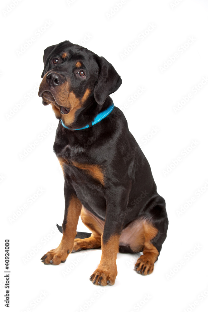 Obraz premium Young rottweiler