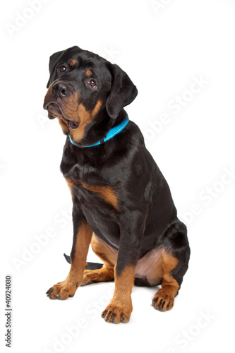 Young rottweiler