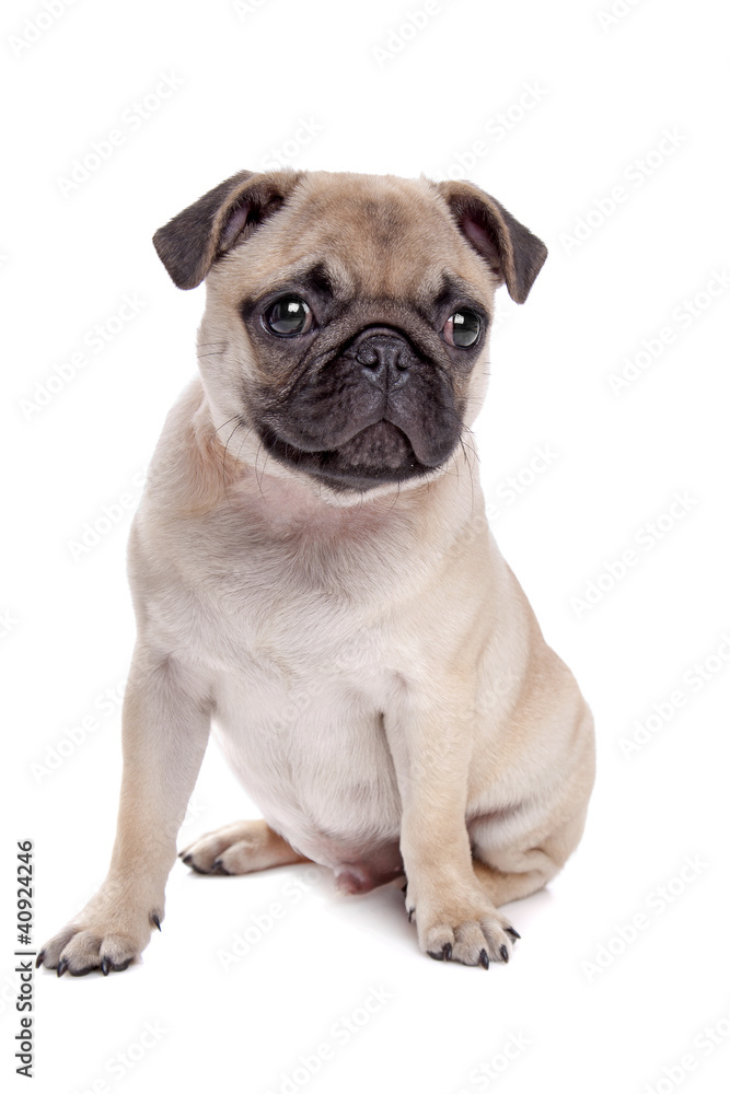 Pug dog Pug dog