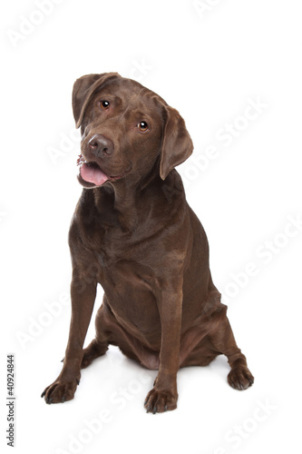 Chocolate Labrador