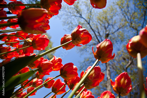 Fototapeta Naklejka Na Ścianę i Meble -  naturel pink tulips 2