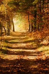Wandcirkels Bruin Kleurrijk herfstbos in oktober  © gudrun